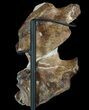 Two Fossil Plesiosaur Vertebrae With Metal Stand - Goulmima, Morocco #89864-3